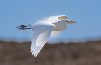 Egret in Flight